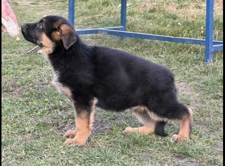 1  nemacki ovcar bs0326.jpg